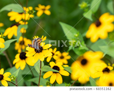 Butterflies sucking rudbeckia nectar in full bloom 68351162