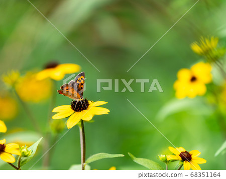 蝴蝶盛開的吮吸黑心花蜜 68351164