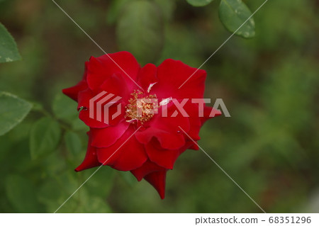 荒尾市Ooyamai市民花床玫瑰花 荒尾市Ooyamai市民花床玫瑰花 68351296