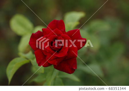 Arao City Ooyamai citizen flower bed Roses flower 68351344