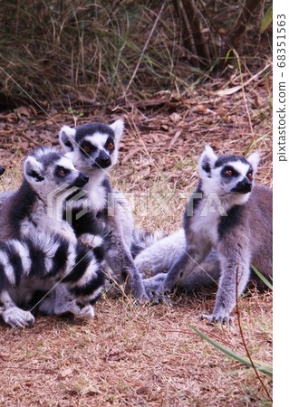 Ring-tailed lemur in Madagascar 68351563