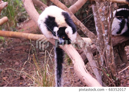 Ruffed lemur in Madagascar 68352017