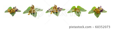 nettles brown pods with on white background(Mucuna 68352073