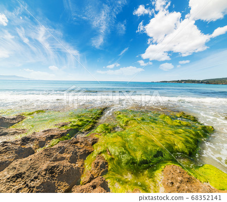 seaweeds in Le Bombarde beach seaweeds in Le Bombarde beach 68352141
