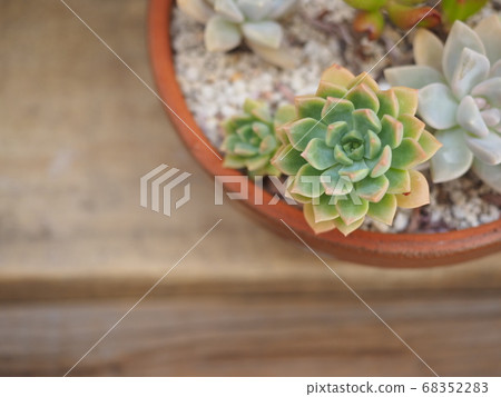 盆栽多肉植物 68352283