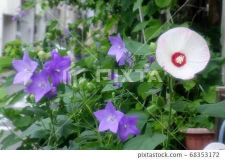 Early summer altar flower: Kikyo & Drunk Fuyo Early summer altar flower: Kikyo & Drunk Fuyo 68353172