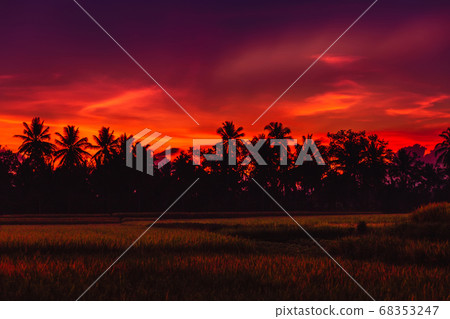 Rise terraces and tropical palms in Bali with sunrise or sunset tones Rise terraces and tropical palms in Bali with sunrise or sunset tones 68353247