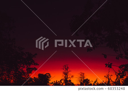 Colorful bright sunset or sunrise with branches of trees in tropics Colorful bright sunset or sunrise with branches of trees in tropics 68353248