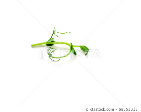 sprouts peas isolated on white sprouts peas isolated on white 68353313