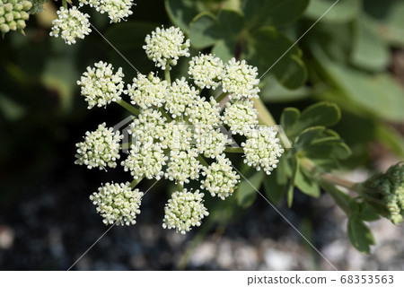 按鈕弓魚 68353563