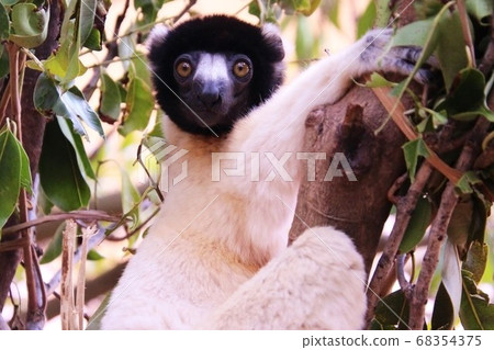 馬達加斯加的Bellow Sifaka 68354375