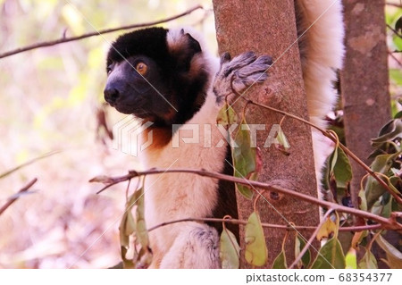 Bellow Sifaka in Madagascar Bellow Sifaka in Madagascar 68354377