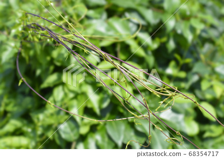 Grecian silkvine Grecian silkvine 68354717