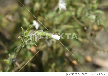 White campion 68354727