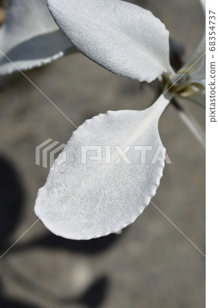 Shining-white ragwort Angel Wings 68354737