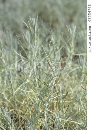 Italian everlasting 68354738