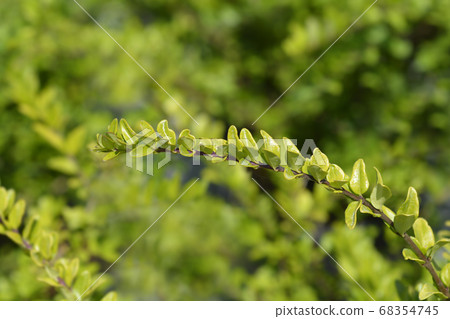 Honeysuckle Maigrun 68354745