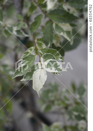 Small-leaved elm Silvery Gem 68354762