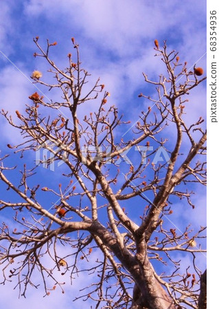 Unique Baobab Branches Madagascar 68354936