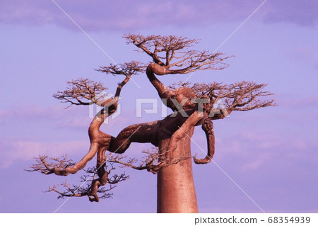 Unique Baobab Branches Madagascar 68354939