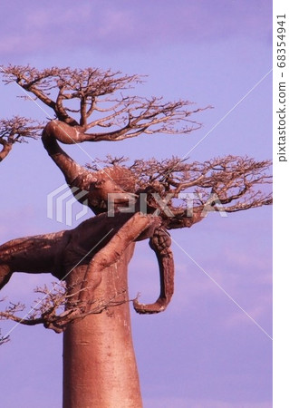 Unique Baobab Branches Madagascar 68354941