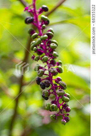 一個年輕梨的果子 68355122