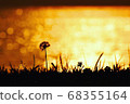 Dandelion silhouette 68355164