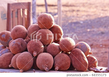 Baobab Fruits in Madagascar Baobab Fruits in Madagascar 68355173