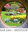 Tulips peeking through a round window 68355228