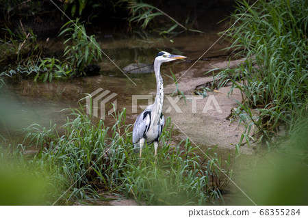 灰鷺 灰鷺 68355284