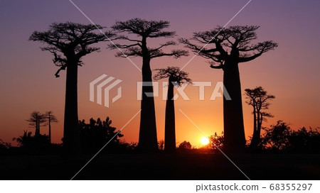 Sunset and Baobab Madagascar Sunset over Baobab trees in Madagascar 68355297