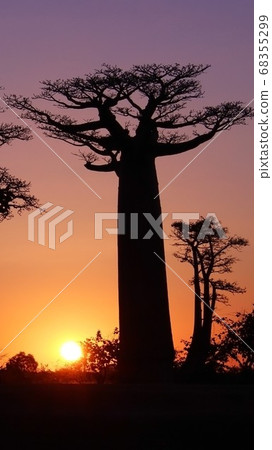 Sunset and Baobab Madagascar Sunset over Baobab trees in Madagascar 68355299