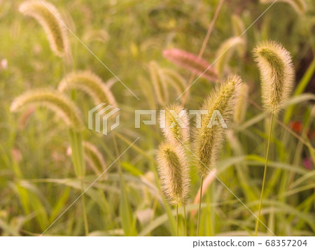 狗尾草 狗尾草 68357204