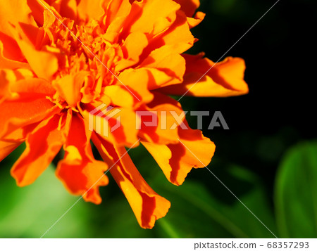橙花 橙花 68357293