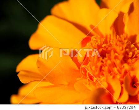 橙色的花瓣 橙色的花瓣 68357294