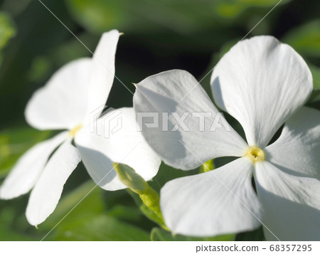 白花和綠 68357295
