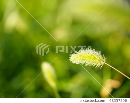 一隻貓在綠色 一隻貓在綠色 68357296