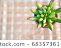 Succulents glitter background 68357361