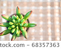 Succulent plant glitter background 2 68357363