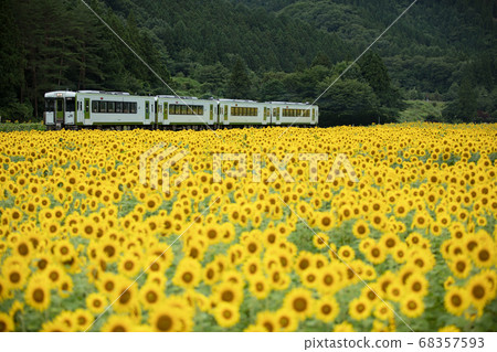 Kamaishi Line running through sunflower field 68357593