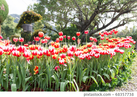 盛開的鬱金香 68357738