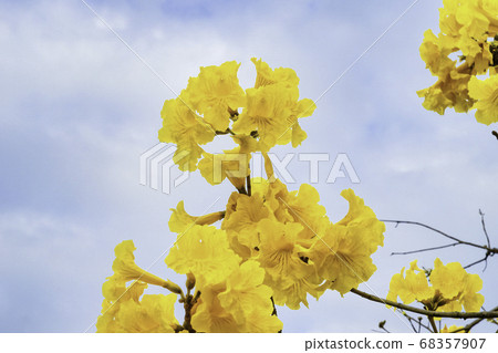 Yellow flower suzuki Yellow flower suzuki 68357907