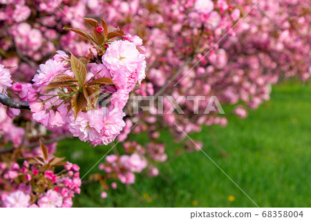 pink sakura blossom above the green grass. nature 68358004
