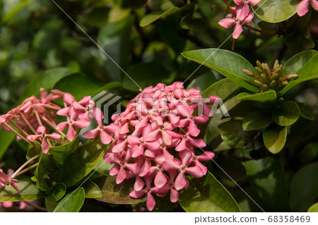 Close up of Small Pink Ixora flower Close up of Small Pink Ixora flower 68358469