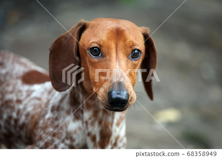 image of dog autumn park image of dog autumn park 68358949