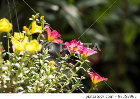 Common Purslane flower Common Purslane flower 68358963