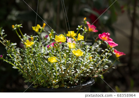 Common Purslane flower Common Purslane flower 68358964