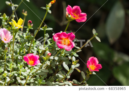 Common Purslane flower Common Purslane flower 68358965