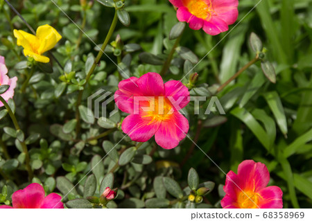 Common Purslane flower Common Purslane flower 68358969