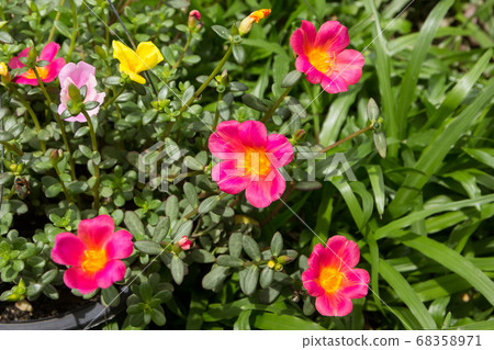 Common Purslane flower 68358971